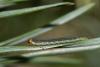 Gilpinia frutetorum